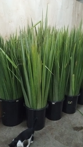 Nipah Leaf Supplier Roof Nipah Otak Otak & Nipah Roof Muar Johor
