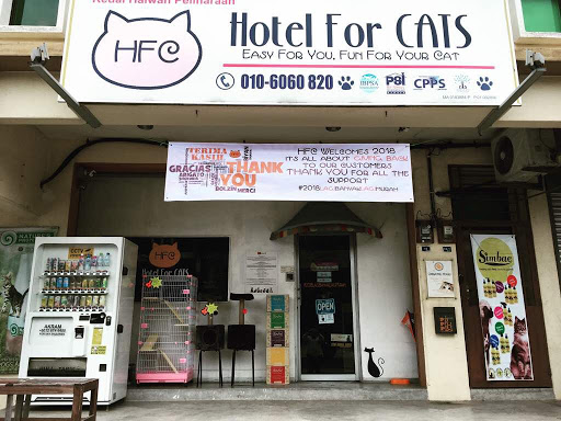 Zoola Ayer Keroh – Hotel Eksklusif untuk Kucing dengan Fasilitas Mewah di Malaysia