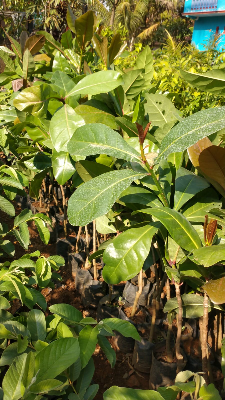 Jual Butun-Butun: Resipi Mudah & Cara Membuat Butun-Butun Sedap