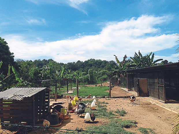 Ladang Ayam Organik Uncle Rani – Produk Segar, Tanpa Hormon, Kualiti Tinggi
