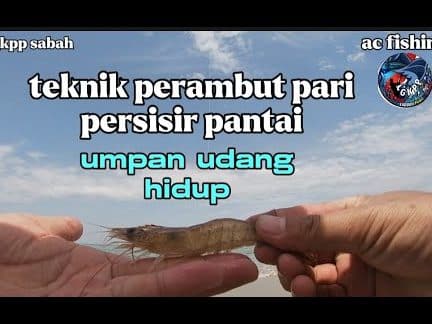 Umpan Hidup Sri Pantai: Keindahan Alam Laut & Kehidupan Marin di Pantai Tropika